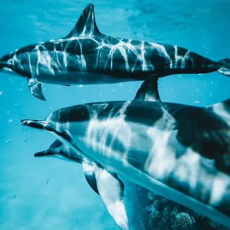 アパート Sara E Gino Fuerteventura Estrella Ocean View コラレホ