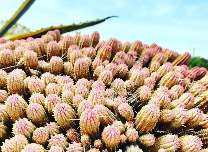 Sara E Gino Fuerteventura Estrella Ocean View *