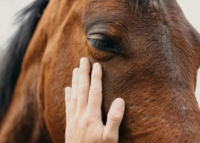 アパート Sara E Gino Fuerteventura Estrella Ocean View コラレホ