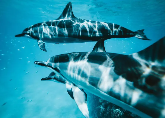 アパート Sara E Gino Fuerteventura Estrella Ocean View コラレホ